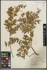 Foto von Salix purpurea subsp. amplexicaulis (Bory) C. K. Schneid.